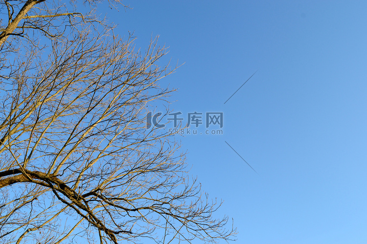 晴朗蓝天下冬天光秃秃的树枝