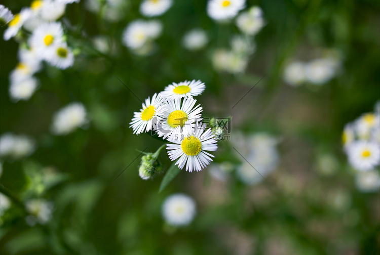 雏菊