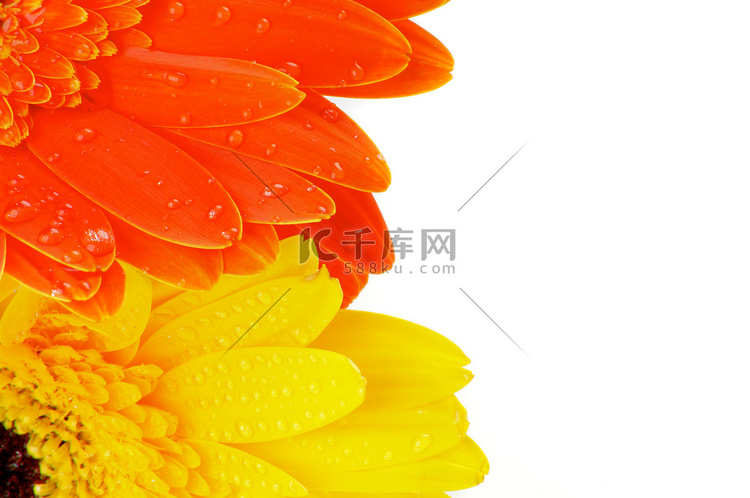 橙色和黄色非洲菊花