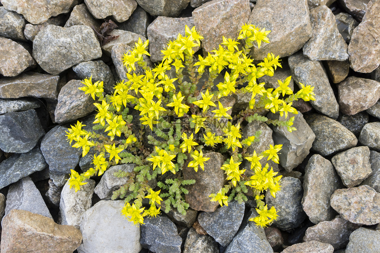 岩石间的黄色花朵