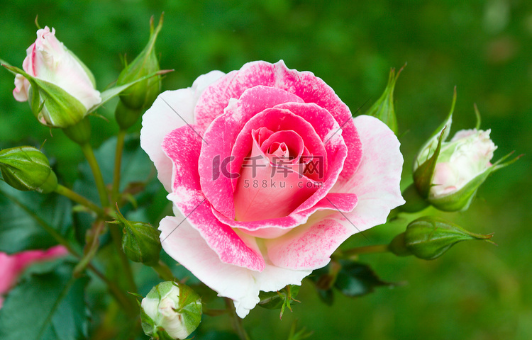绿草背景上的粉白玫瑰