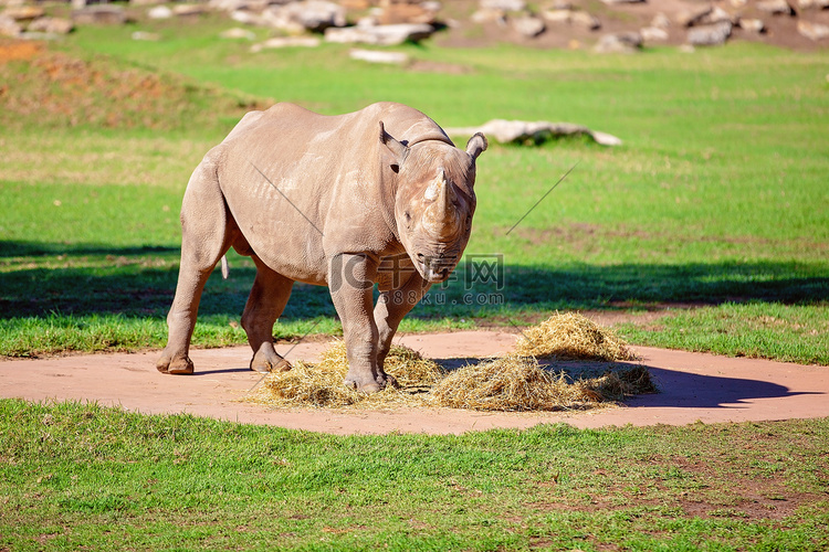 一只濒临灭绝的白犀牛正在吃东西