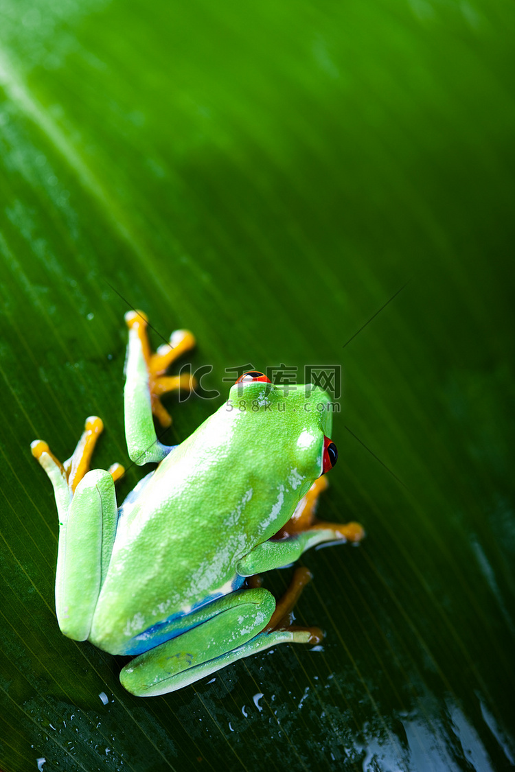 彩色背景丛林中的青蛙