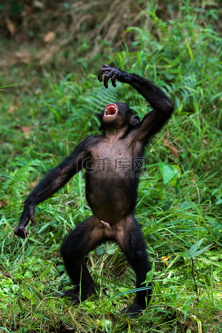 唱歌的倭黑猩猩。
