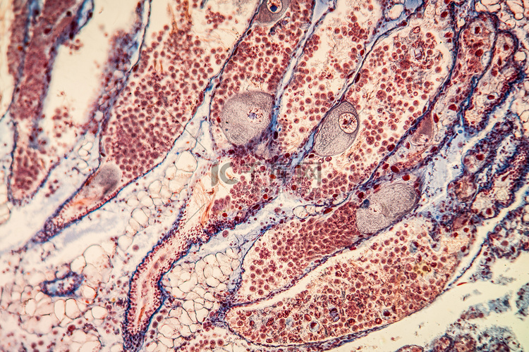 200x 显微镜下的雌雄同体腺体组织