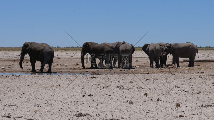 一群大象围着一个几乎干涸的水坑