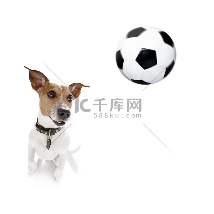 足球贵宾犬