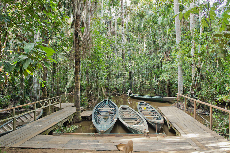 亚马逊盆地丛林，坦波帕塔国家保