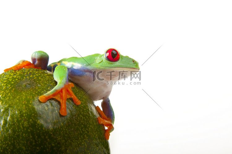 绿色红眼青蛙