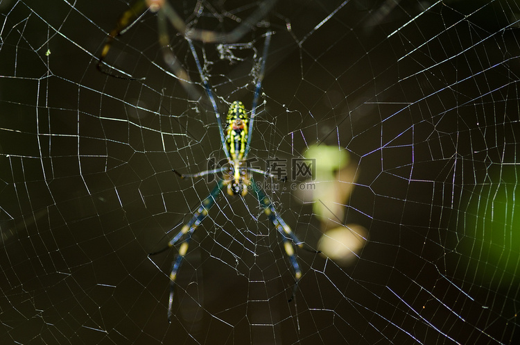 蜘蛛，Nephila clavata