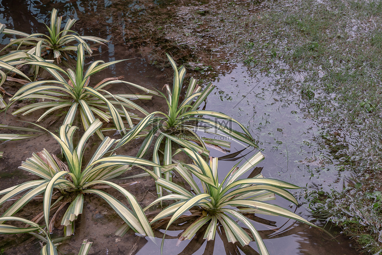 大雨过后，绿色的吊兰又名蜘蛛植