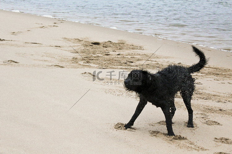 黑色又湿又脏的狗在海滩边嬉戏。