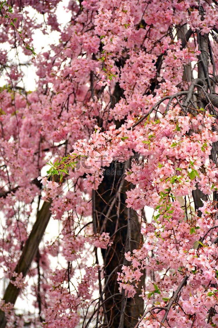 日本大阪春天的樱花或樱花
