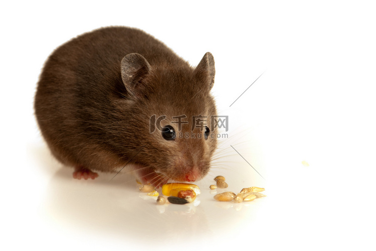老鼠在工作室吃东西