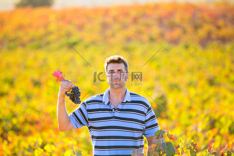地中海葡萄园里的农民收获秋叶