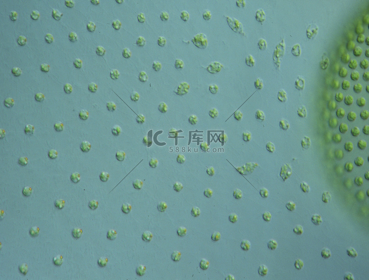 100 倍显微镜下水滴中的绿藻