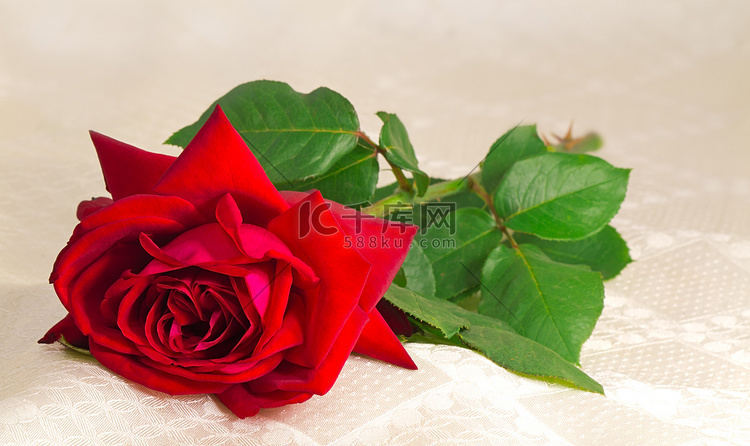 花红玫瑰与白色丝绸背景上的叶子