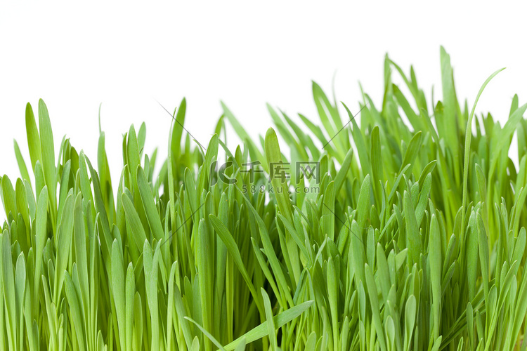新鲜的春天绿草