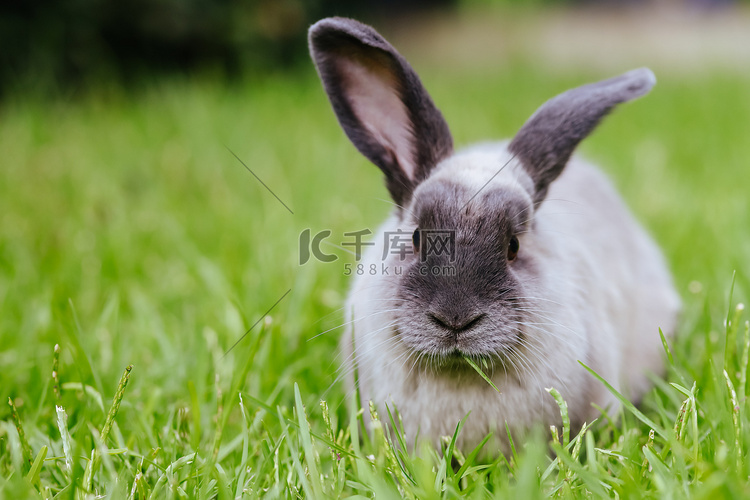 外面长草丛中的垂耳兔