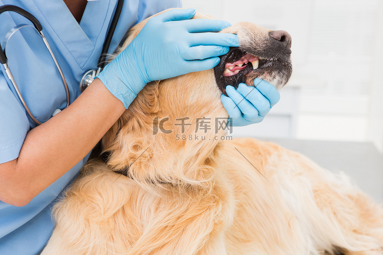 兽医检查一只可爱狗的牙齿