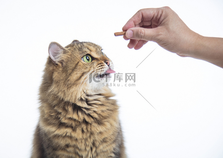 猫站着吃手上的食物