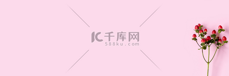 贯叶连翘、粉红色背景中的红色圣