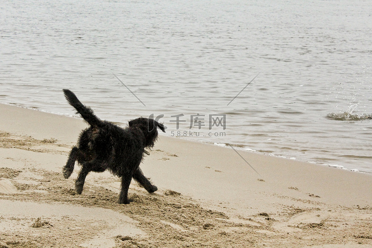 黑色又湿又脏的狗在海滩边嬉戏。