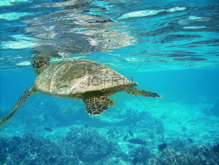 海龟和珊瑚礁