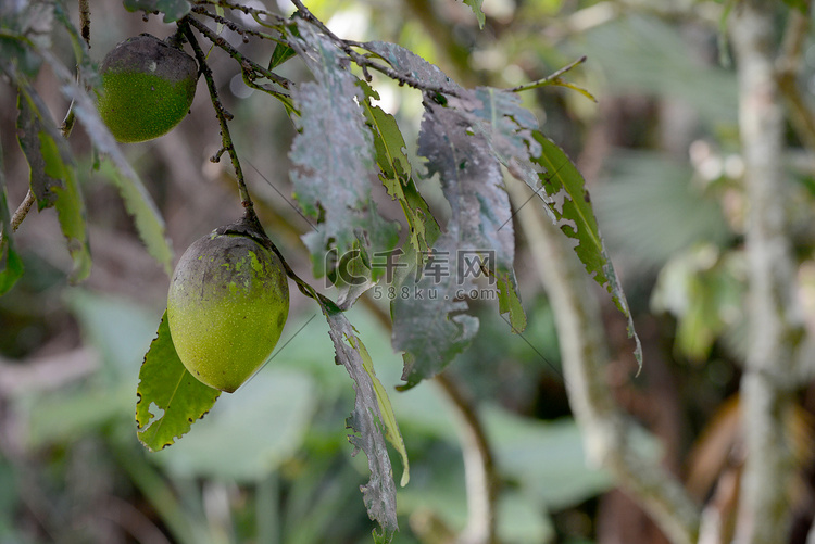 黑 Sapote 或巧克力布丁水果