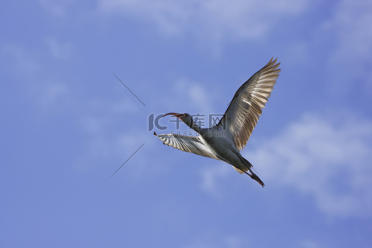 白宜必思 (Eudocimus albus) 飞行