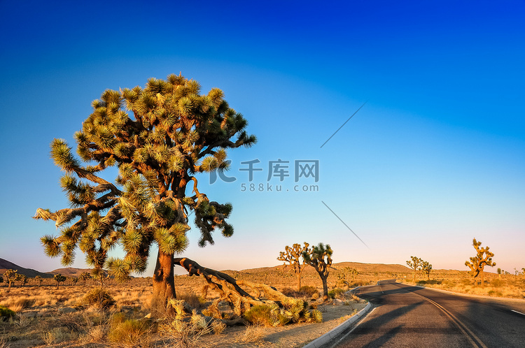 日落前的约书亚树和沙漠路