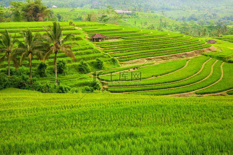 印度尼西亚巴厘岛的绿色稻田 J