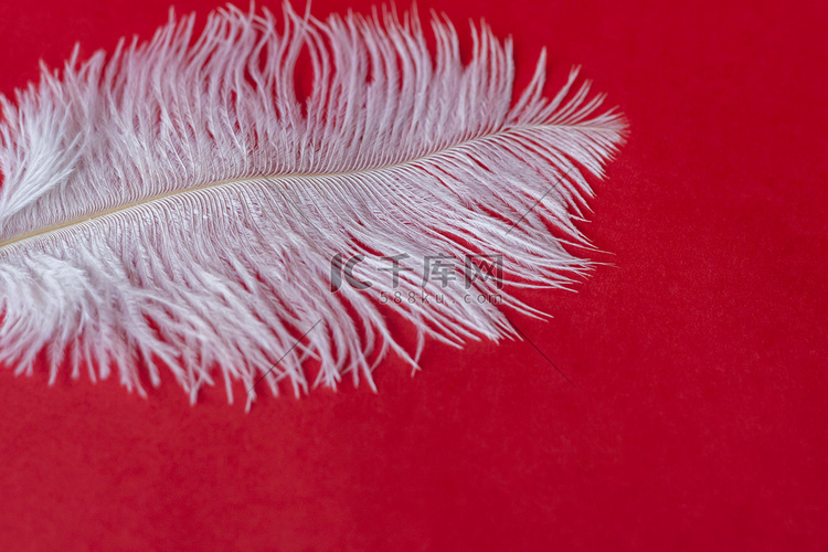 红色背景上的白色大鸵鸟羽毛。