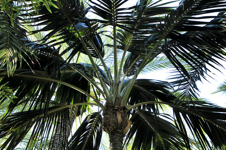 花园中的 Howea Fosteriana 棕榈树