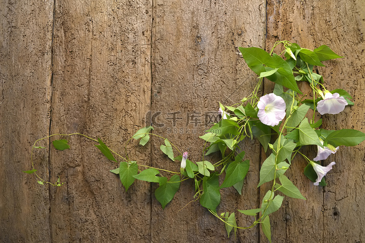鲜花和木墙背景