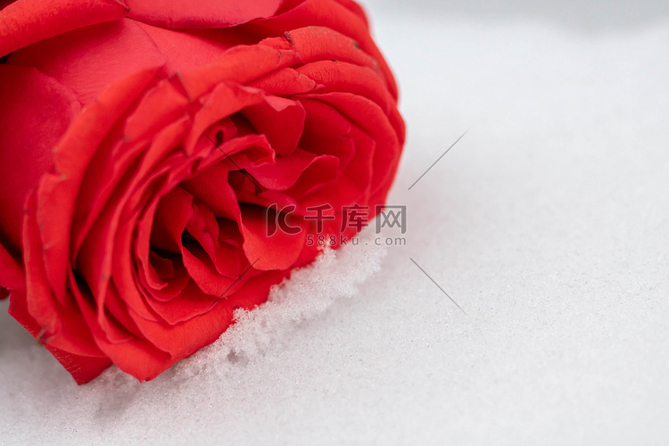 初雪背景下的蔷薇花