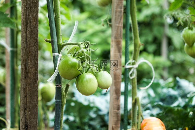 菜园中绿色大西红柿的特写镜头。