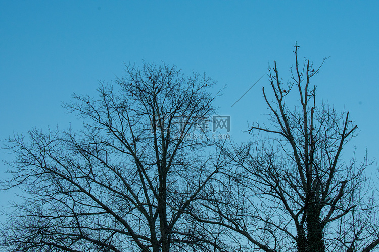 在清澈的蓝天上，光秃秃的树影被