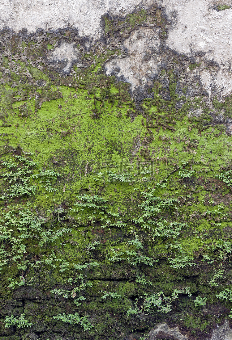 老石墙的质地覆盖着绿色的苔藓