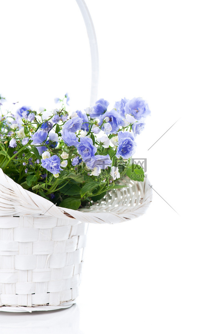 白色篮子里的蓝色春花花束