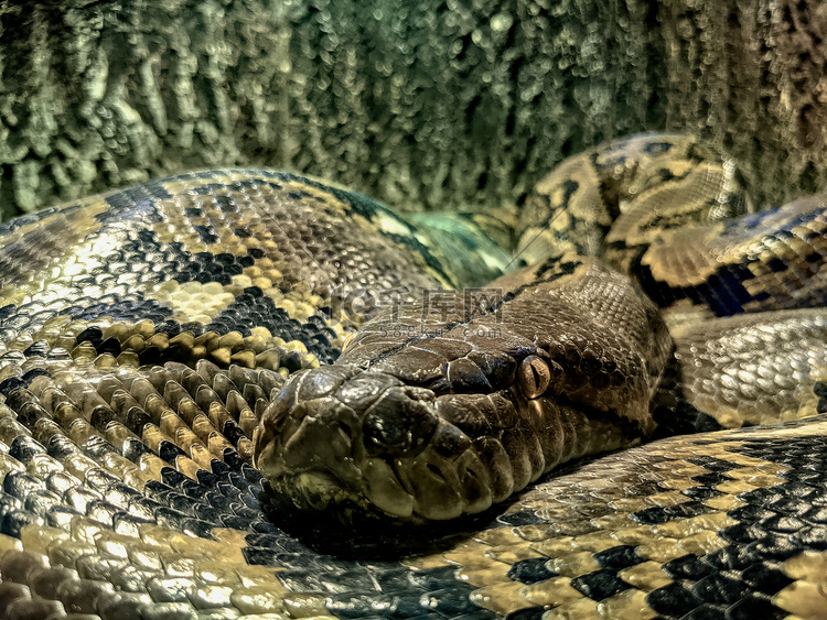 世界上最长的蛇——亚洲巨型网纹