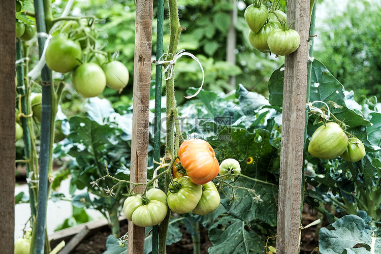 菜园中绿色大西红柿的特写镜头。