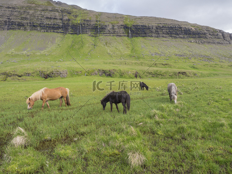 冰岛夏季，一群冰岛马在绿草地上