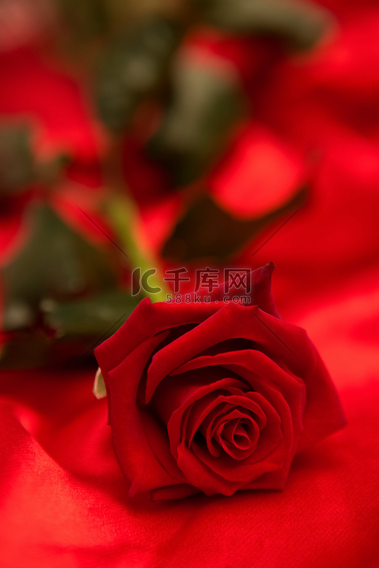 红丝绸上的红玫瑰