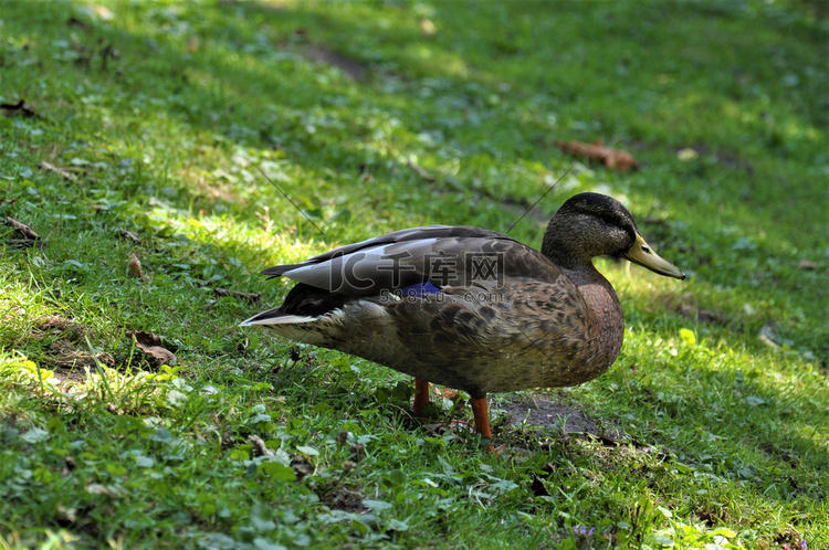 站在湖边草地上的母野鸭