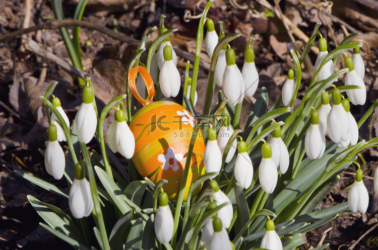 雪花在春天绽放鲜花和复活节彩蛋