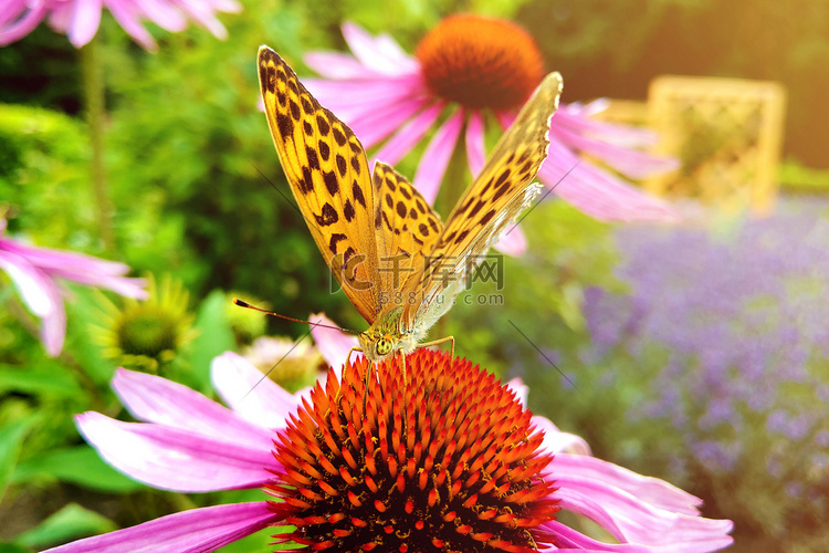 美丽的蝴蝶在花园里五颜六色的花