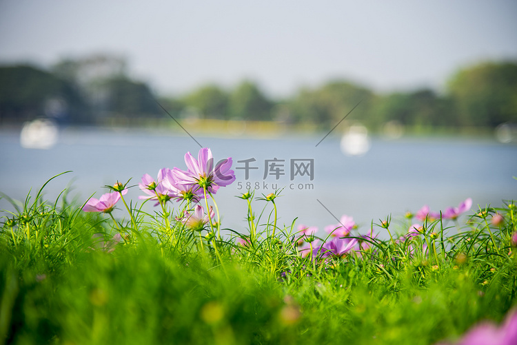 公园里的紫色波斯菊1