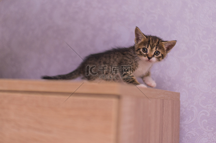 小条纹小猫坐在靠近粉红色墙壁的