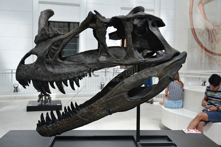 自然历史恐龙头骨国家博物馆在马